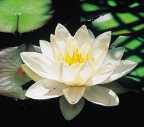 Reiki Circle