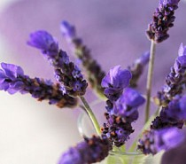 What is Reiki?