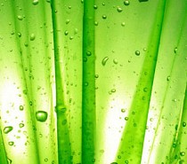 Reiki Treatments